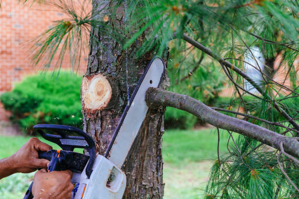 Best Emergency Tree Removal  in Dodge City, KS